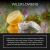 Voluspa Wildflowers, Mini Tin Candle, 4 Ounce, 25 Hour Burn Time, Coconut Wax for Clean Burning, Handcrafted in The USA