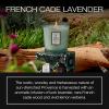 Voluspa California Summers Candle Jar, 9 oz, Coconut Wax Blend, Classic Scented Candles for Home, 60 Hour Burn Time, Poured in The USA(French Cade Lavender)